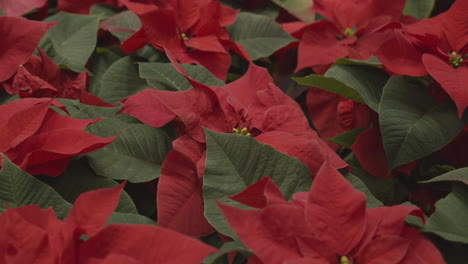 estrella roja de navidad. flor de pascua euforbia pulcherrima