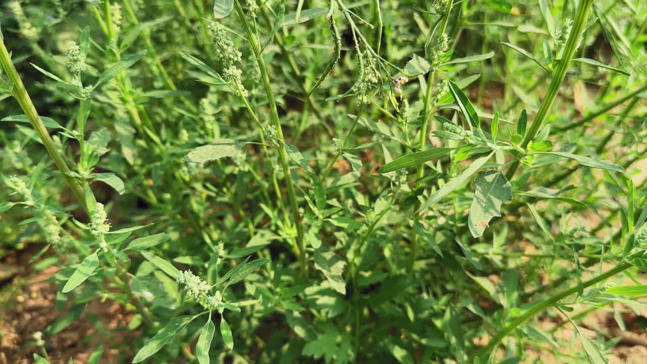 Lenta inquadratura a seguire di piante di bathua o farinello bianco con foglie verdi fresche e morbidi grappoli di semi che si muovono delicatamente nella brezza in condizioni di luce naturale all'aperto.