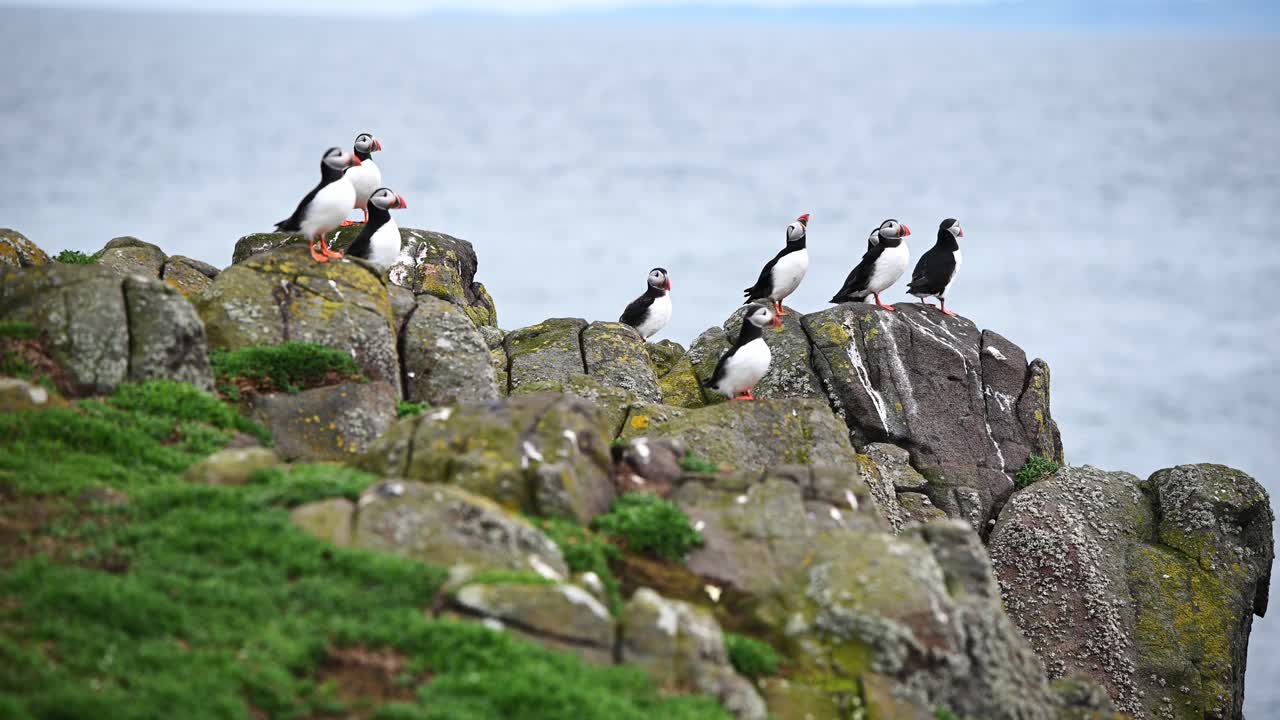 중첩 시즌을 준비하는 바위에 앉아있는 대서양 퍼핀 그룹