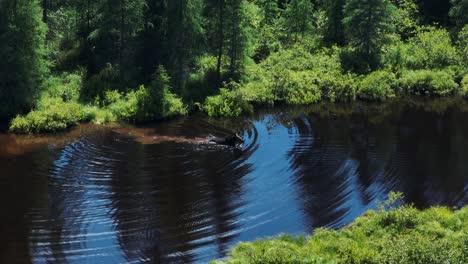 Elche,-Die-Den-Fluss-überqueren,-Um-Nach-Vegetation-Zu-Suchen,-Echtzeit-Aufnahme