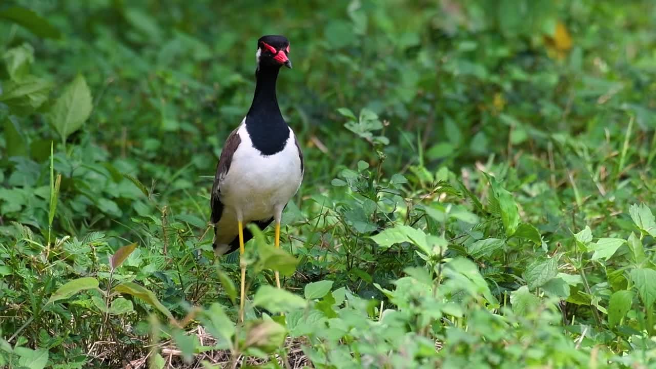 el avefría de barbas rojas es una de las aves más comunes de tailandia