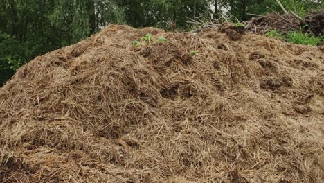 pan right view of pile of dung covered with dry grass on summer day in countryside