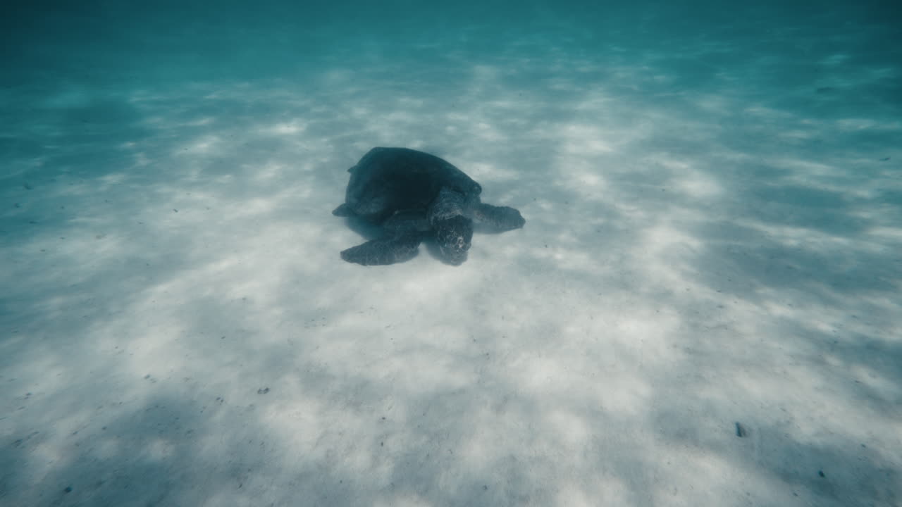 фронтальный вид черепахи, плавающей вдоль, ползающей по песчаному дну, когда она питается.