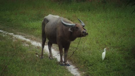 buffalo standing on trail among grass with white egret near him