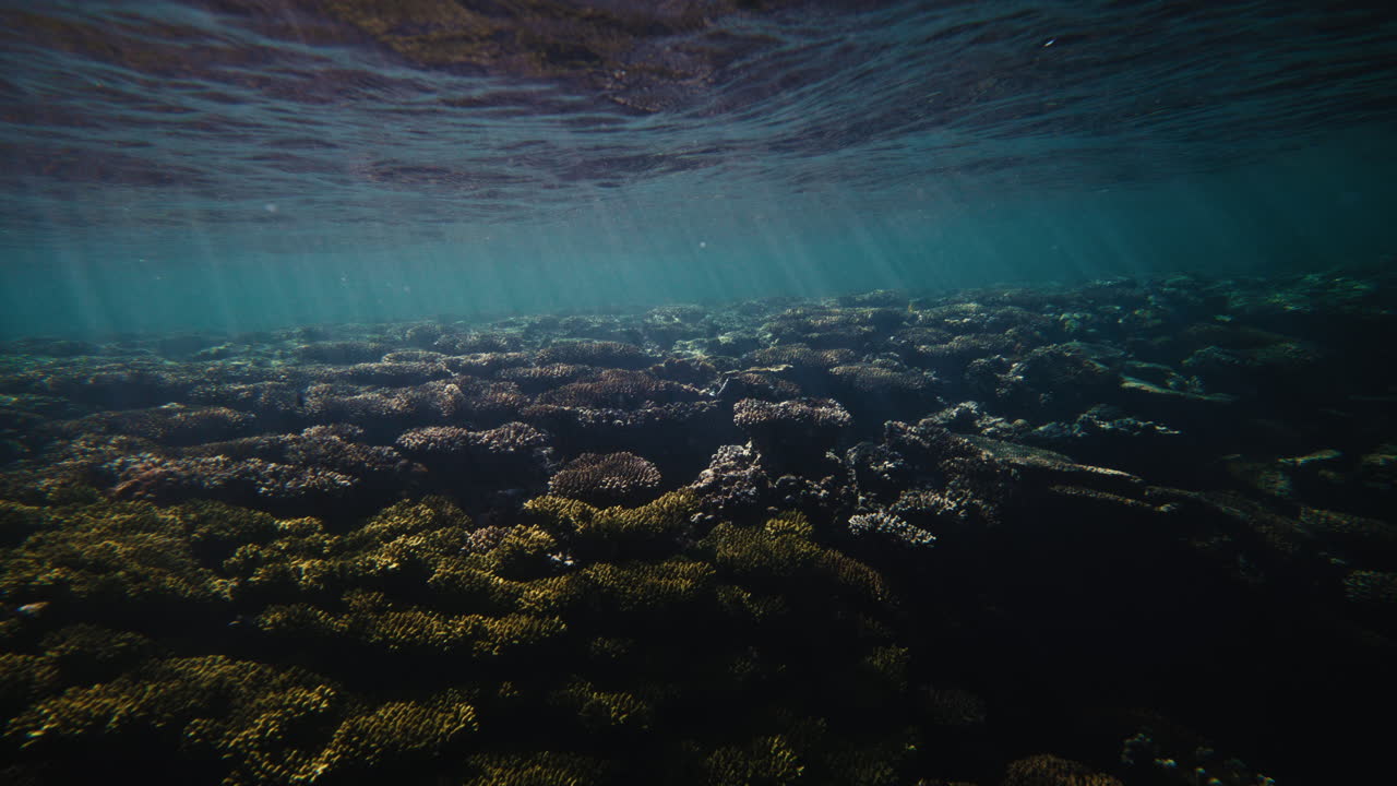 Underwater coral seabed as sun shines across calm serene peaceful view