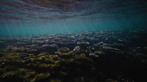 underwater coral seabed as sun shines across calm serene peaceful view