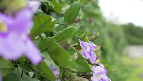 Purple-flowers-in-slow-motion