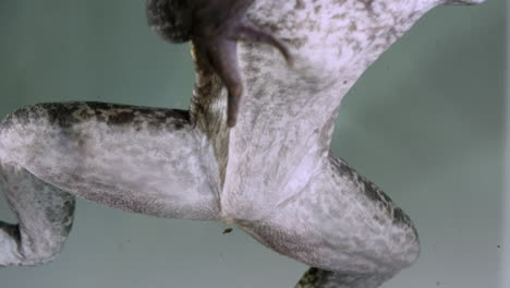 frog floating in water - isolated on plain background - close up on torso and legs