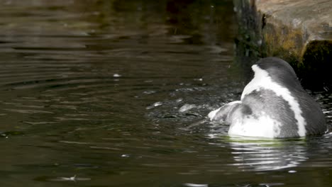 african penguin preen its feathers while swimming around murky water