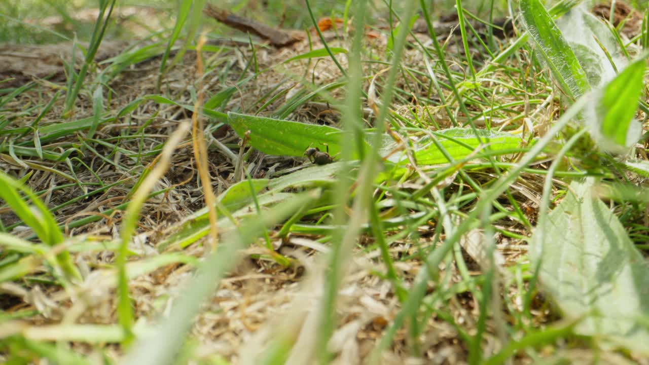 Black ants move slowly through messy ground cover and tall grass with stems and roots