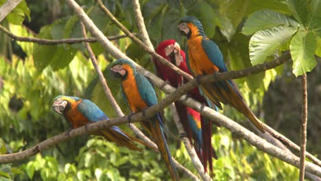 a group of large macaws resting on a tree branch, captured up close in the peruvian rainforest with red, yellow and green