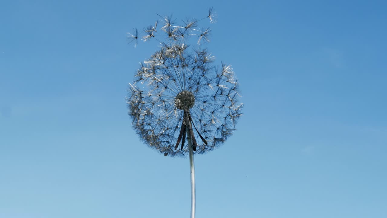 trentham gardens estate, uk 주변에서 찍은 밝은 경치 영상