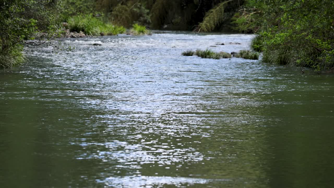 Wide shot of a gentle stream flowing through lush green forest under natural daylight