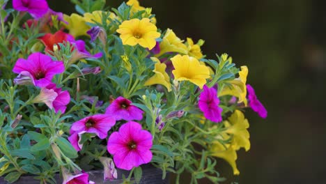 petunia hybrid flowers blow in the wind