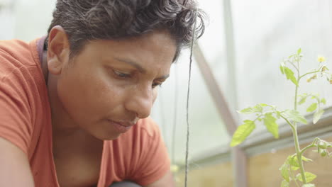 slow motion, growing food - an indian woman planting a tomato