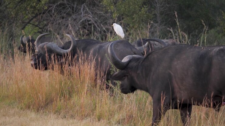 Bufali africani nell'erba alta della savana accanto alla strada