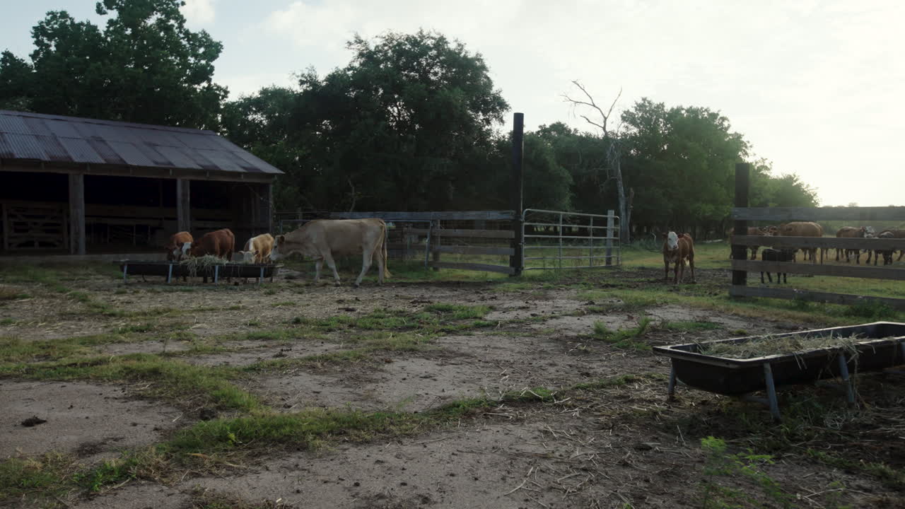 las vacas entran en el corral para alimentarse por la mañana en la zona rural de texas, ee.
