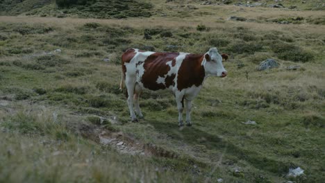 cow standing in the grass field