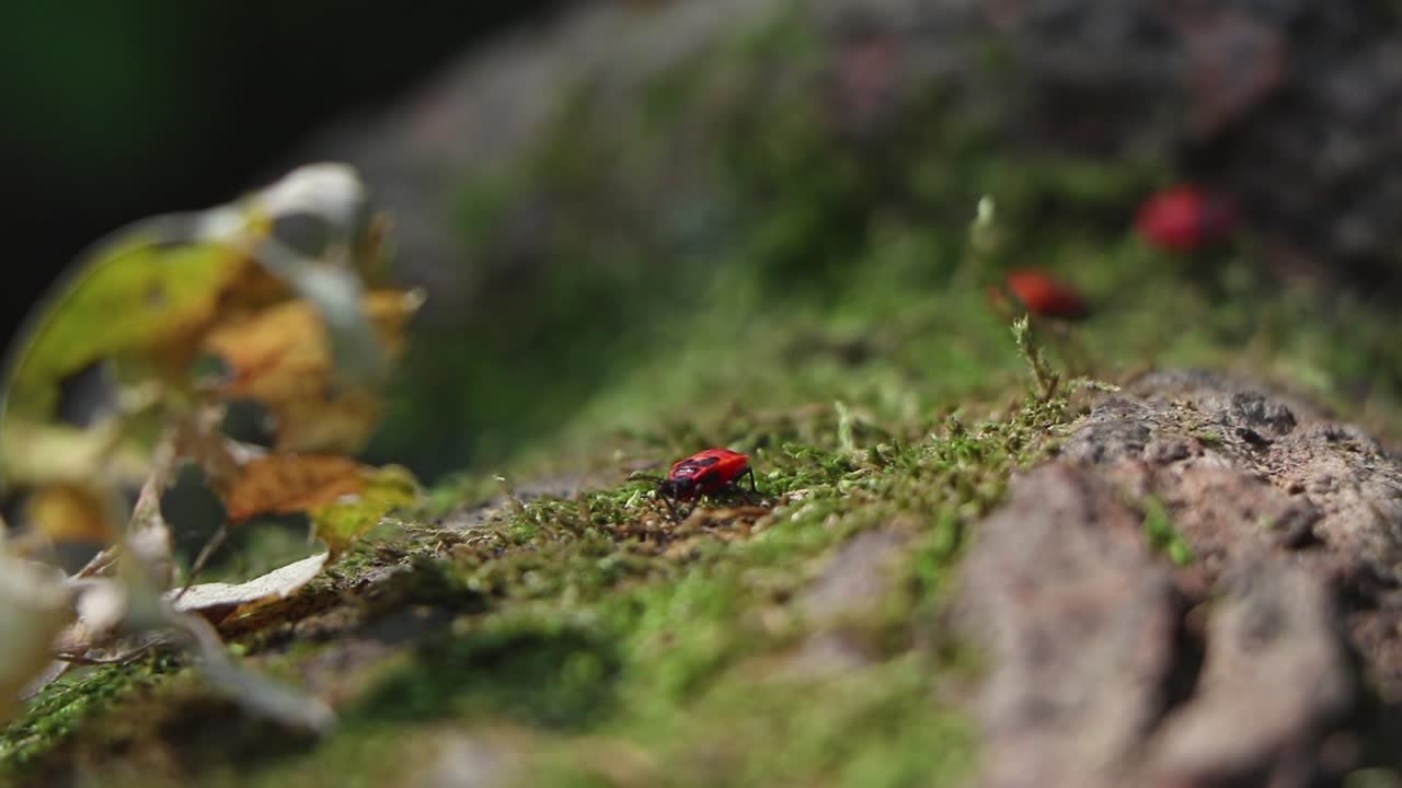 Red bug, fire bug, sitting on the bark at the base of a tree