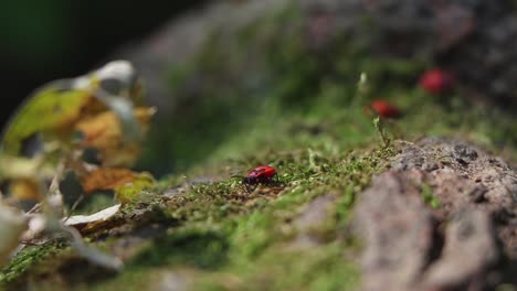 Red-bug,-fire-bug,-sitting-on-the-bark-at-the-base-of-a-tree