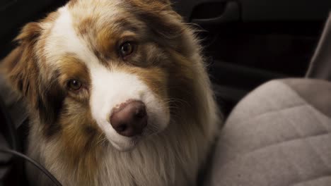 australian shepherd listens attentively and moving his head cutely