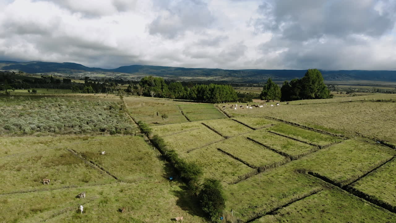 Vista aerea di mucche nella valle - Colombia