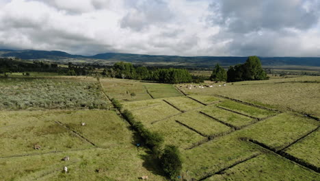 Aerial-view-of-cows-on-the-valley---Colombia