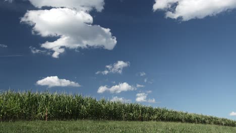 Un-Lapso-De-Tiempo-De-Campo-De-Maíz-Con-Nubes-En-El-Cielo