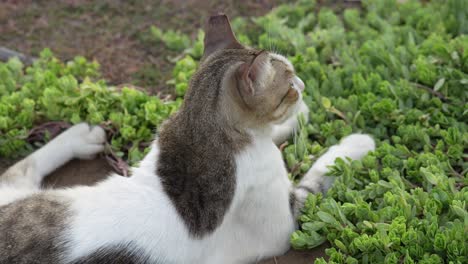 Gato-Relajante-En-4k-60-Fps:-Disfruta-De-Un-Momento-Sereno-Con-Un-Gato-Descansando-Pacíficamente-En-La-Hierba-Iluminada-Por-El-Sol