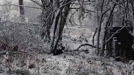 gato en un bosque nevado en un frío día de invierno