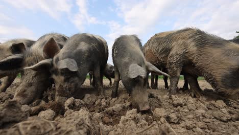 grupo de cerdas peludas en busca de comida en el suelo sucio campo de la granja en el campo, cerrar ángulo bajo