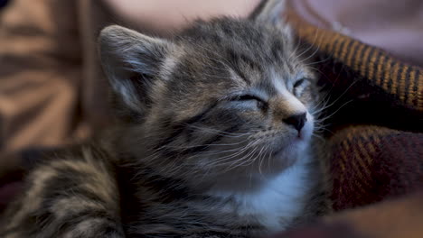 lindo gatito atigrado con los ojos bien abiertos para quedarse dormido sobre una manta