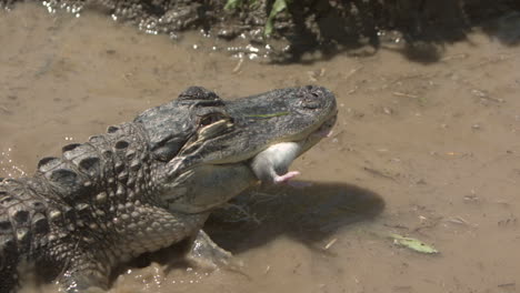 Caimán-Comiendo-Una-Rata-A-Cámara-Lenta---Chapoteando-En-El-Agua