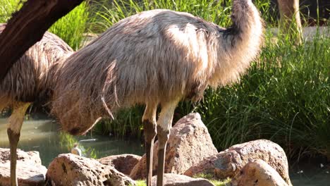 emus interacting in a natural habitat