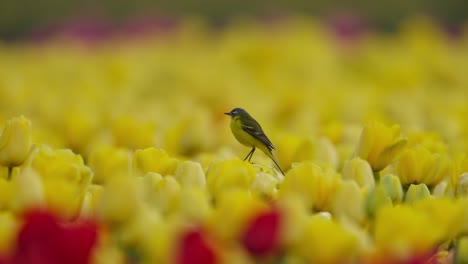 Pájaro-Posado-En-Un-Vibrante-Campo-De-Tulipanes-Amarillos-Con-Un-Toque-De-Flores-Rojas,-Poca-Profundidad-De-Campo