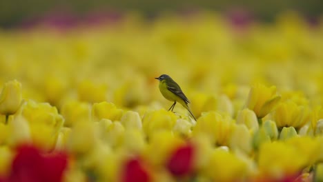 pájaro posado en un vibrante campo de tulipanes amarillos con un salto de flores rojas, profundidad poco profunda del campo