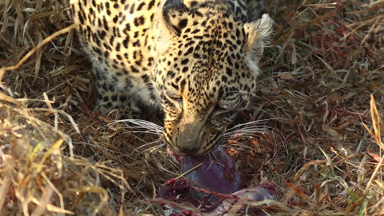 un primer plano de la cara de un leopardo femenino mientras come, gran kruger