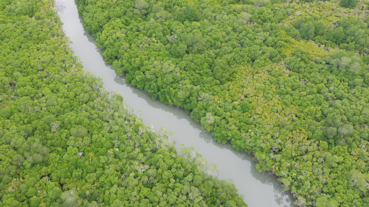 Drone footage captures vibrant green mangroves and winding river in Port Douglas, Queensland, under soft natural lighting