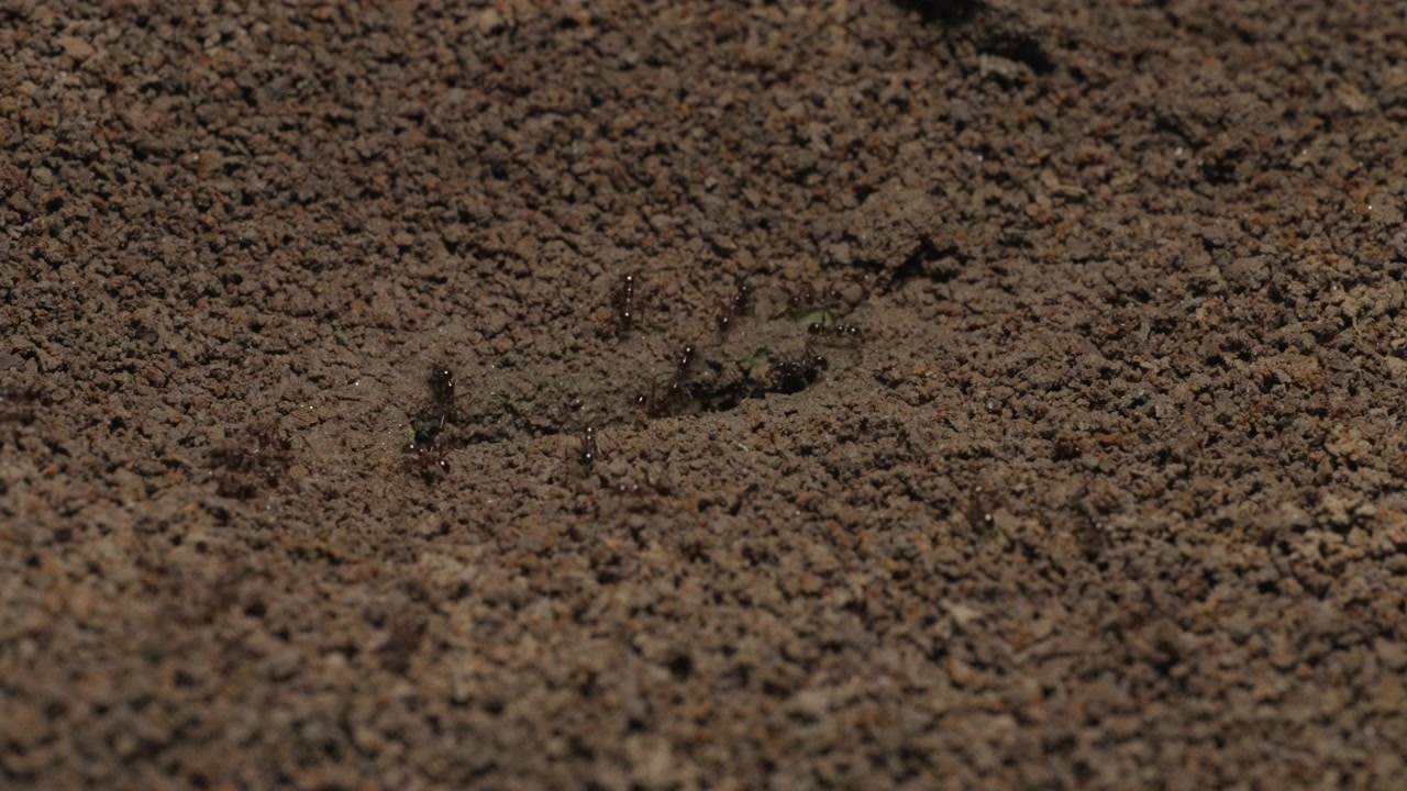 Ants move steadily across sandy soil, revealing subtle greenery amidst the Amazonian terrain. Suitable for nature documentaries or educational content on insect behavior.