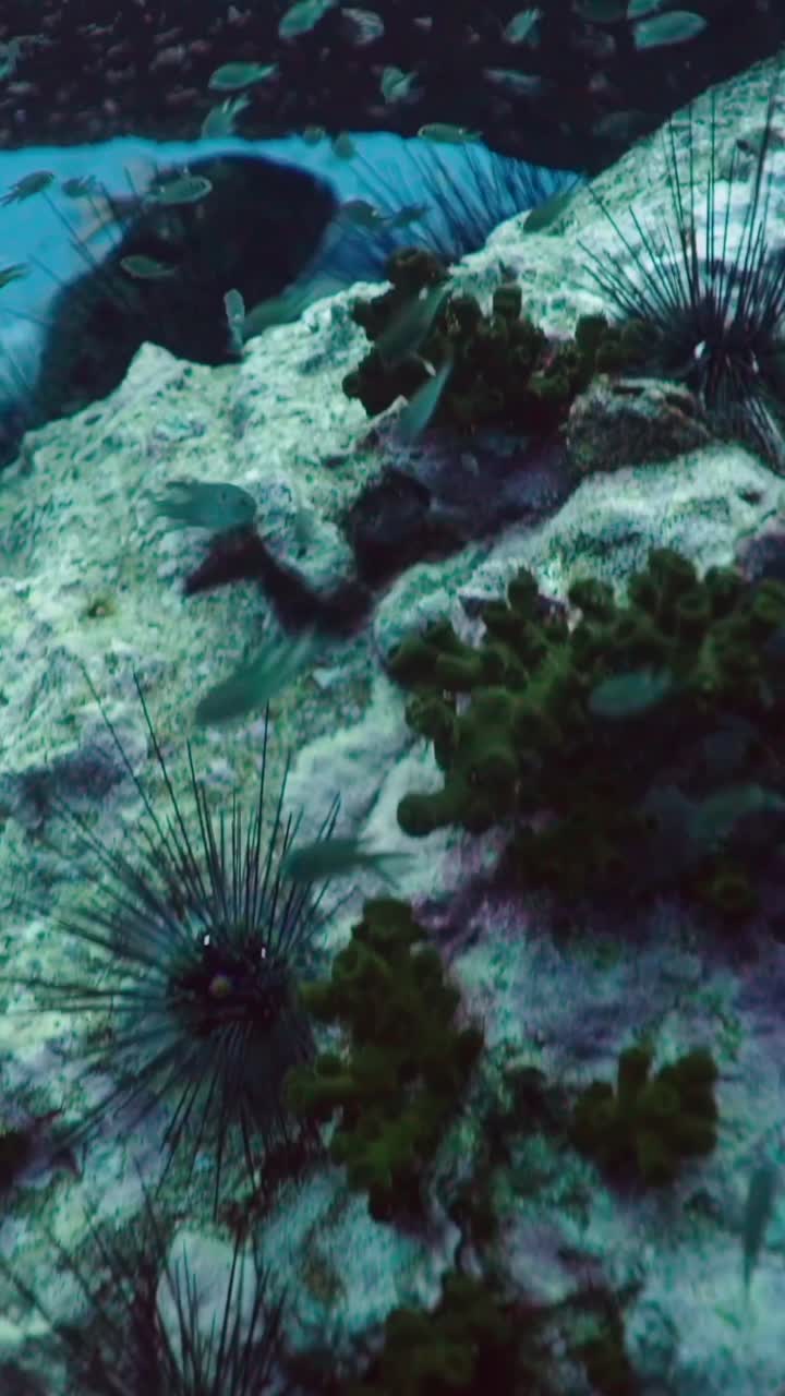 Underwater scene with sea urchins and fish
