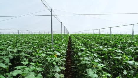 Flying-through-a-greenhouse