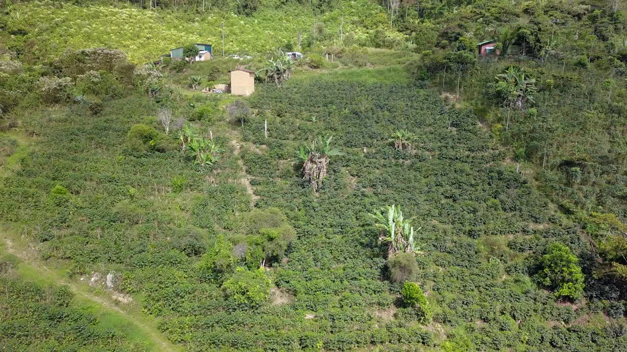 볼리비아 산악 정글 에 있는 커피 농장