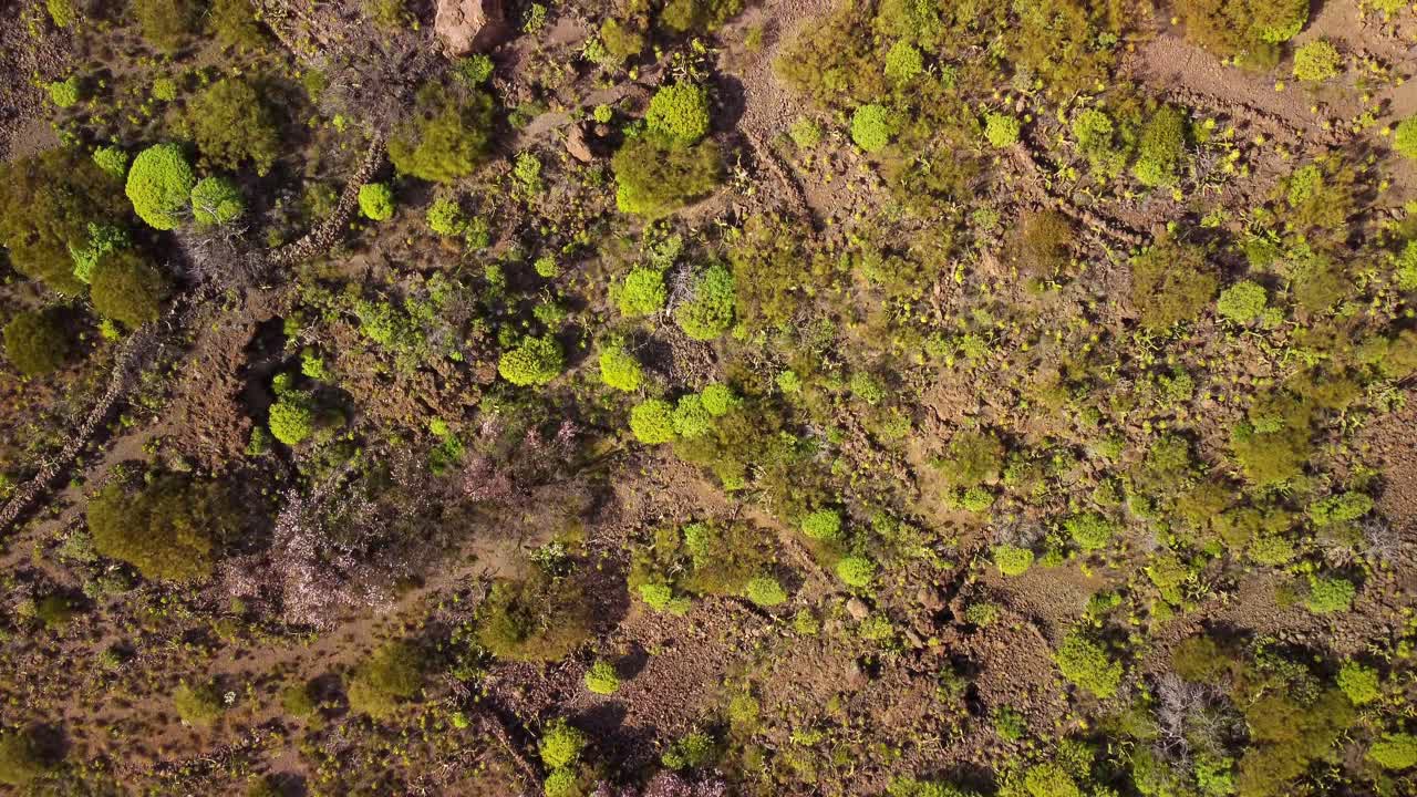 superficie de suelo volcánico con plantas y rocas, vista de arriba hacia abajo