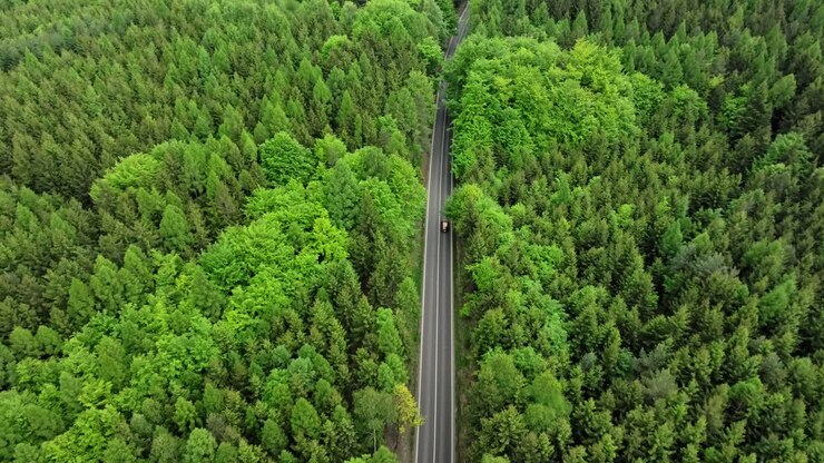 Aerial view of a dense forest full of greenery with a road on which cars travel. Drone shot