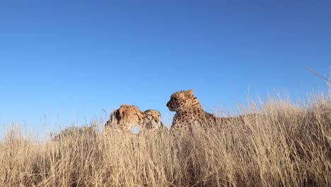 low angle: cheetah family relaxes in savanna grass against blue sky