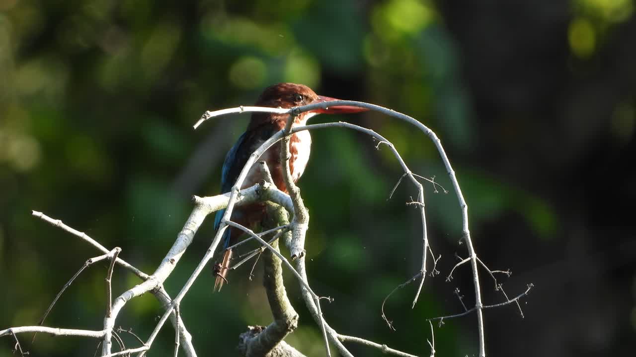 martín pescador en árbol escalofriante amanecer uhd 4k video