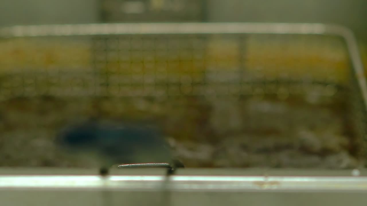 슬로우 모션 요리사는 뜨거운 일본 롤을 그릴에  ⁇ 는 기름과 함께  ⁇ 김에 넣습니다.