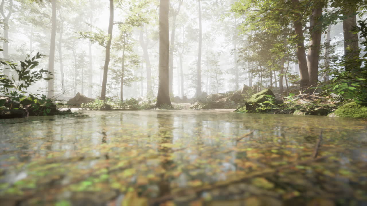 Misty Forest Path with a Pond