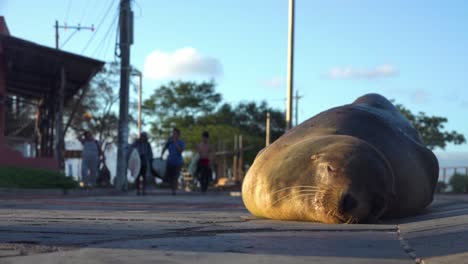 an adult sea lion sleeps on a road or highway as surfers walk by in the background