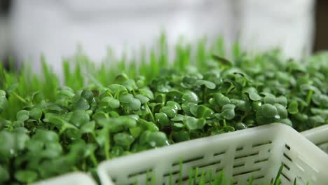 chef harvesting microgreens